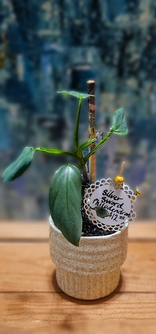 "Silver Sword" #Alocasia